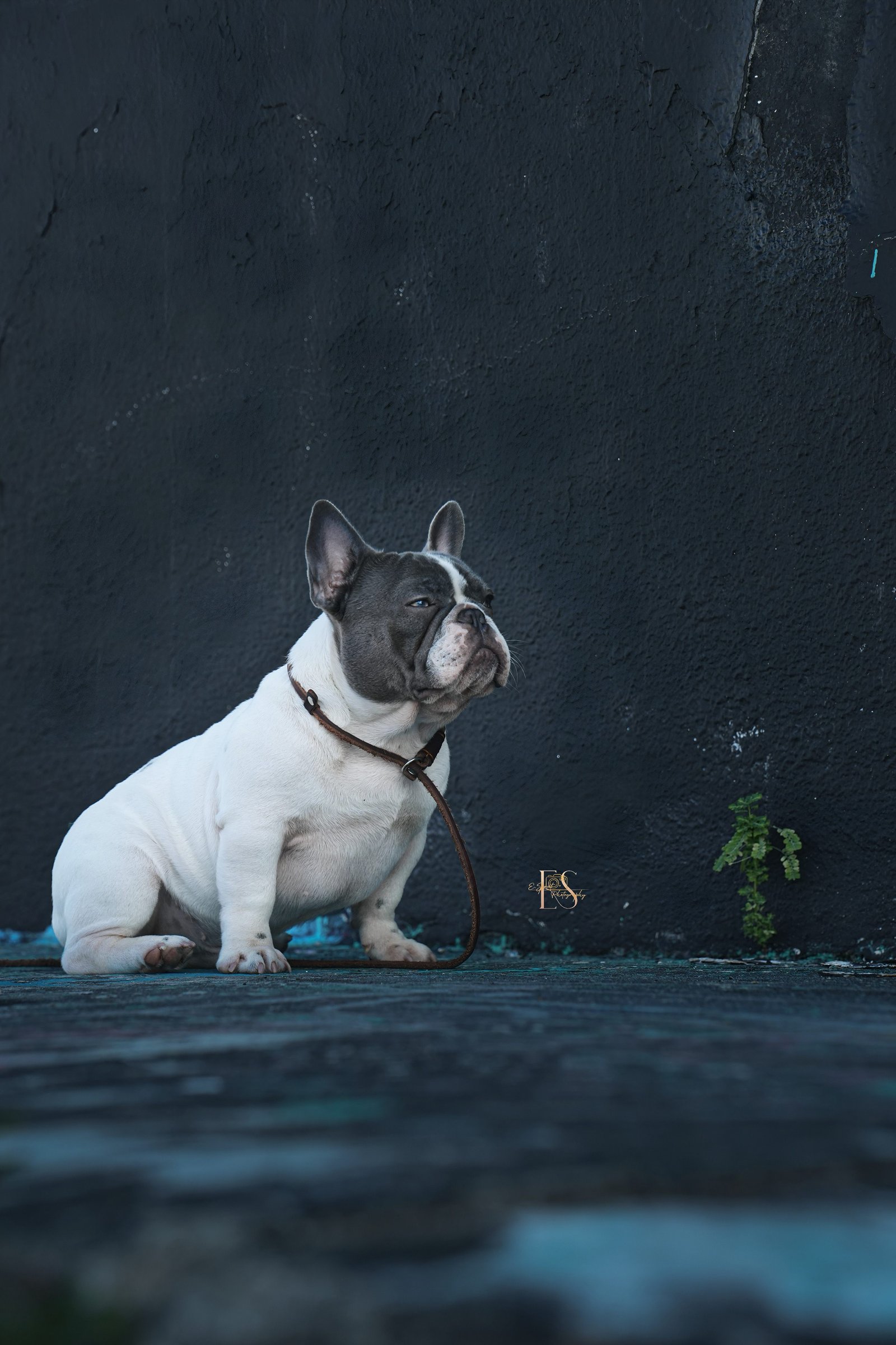 Premium French Bulldog