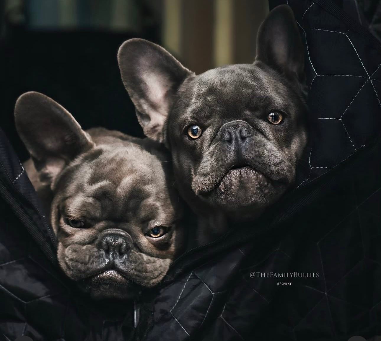 French Bulldog Slide 5