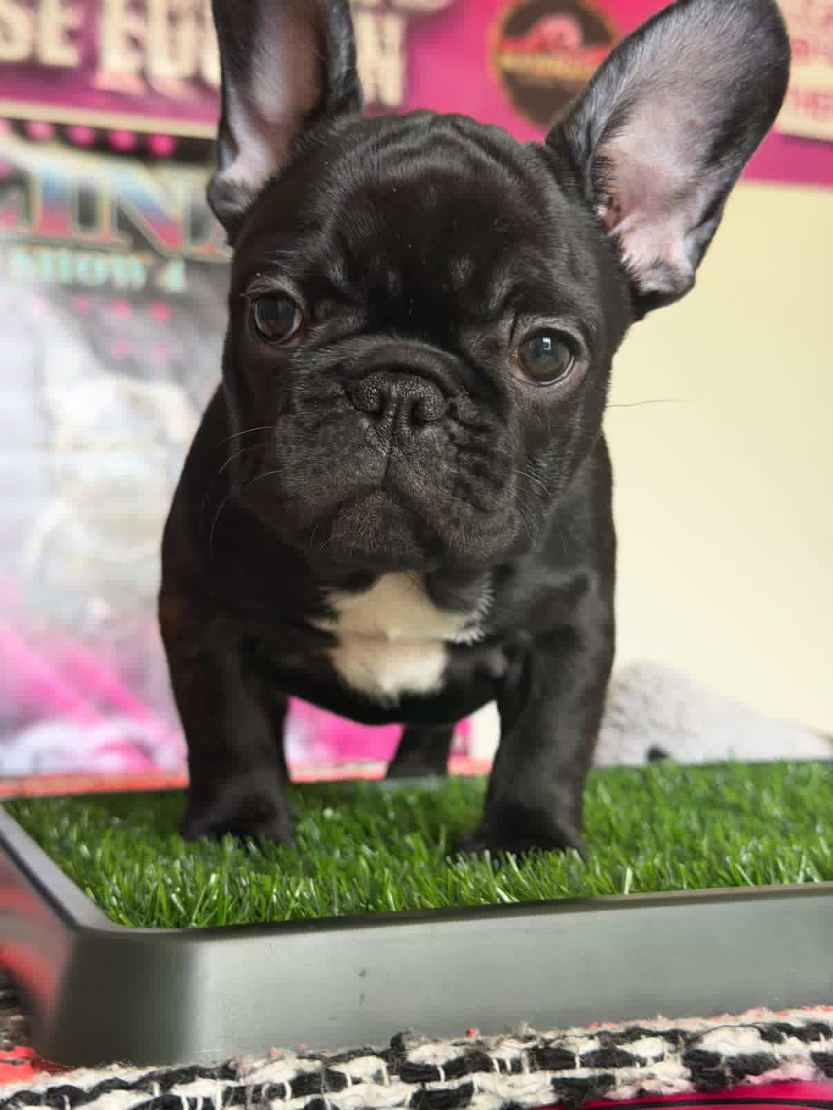 Available French Bulldog Pup