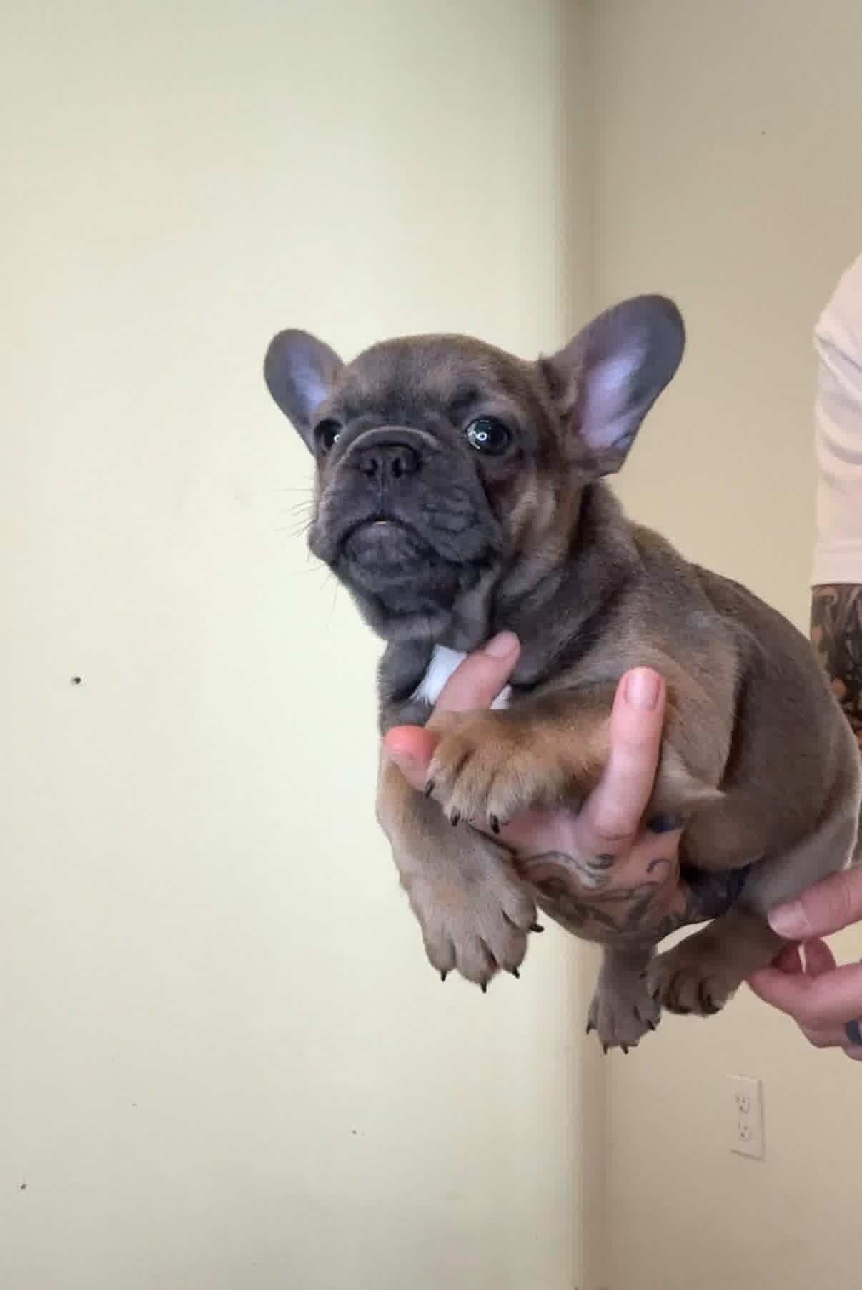 Available French Bulldog Pup