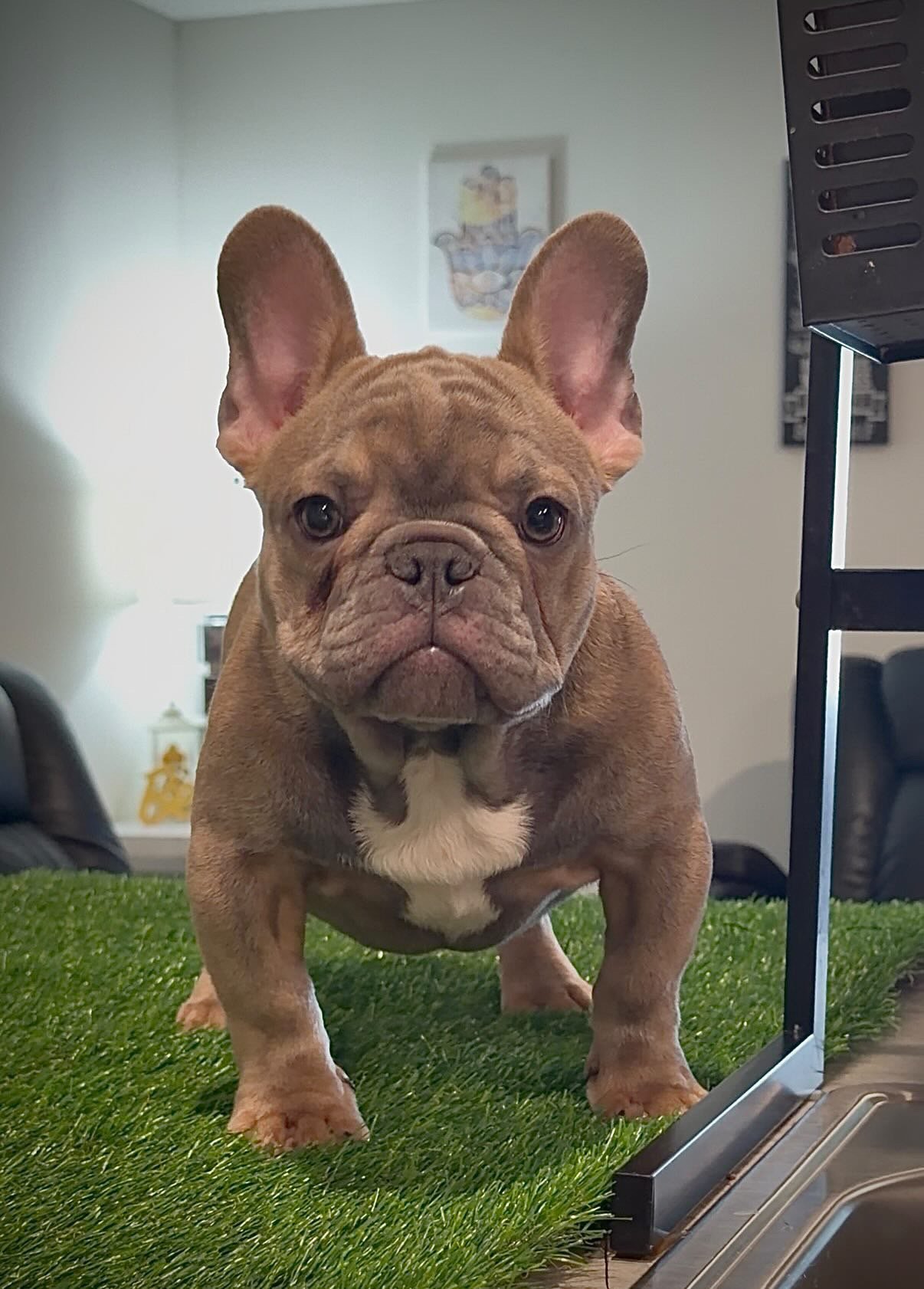 Available French Bulldog Pup