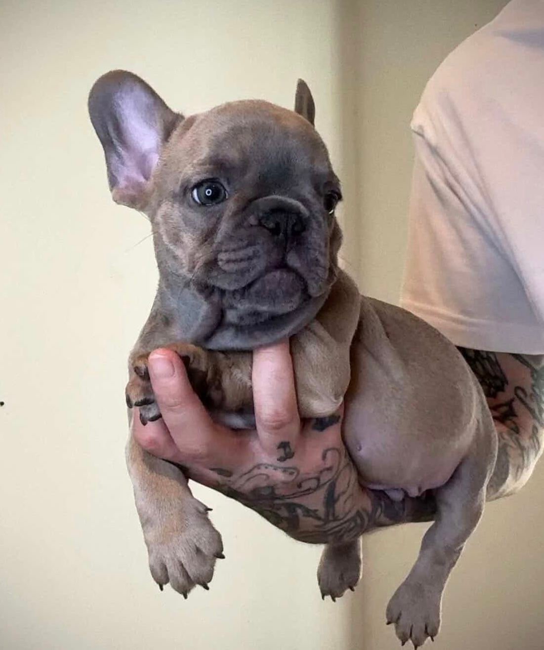 Available French Bulldog Pup